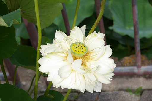 シャワー口に見えるんですが