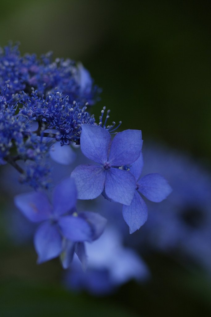 紫陽花寺