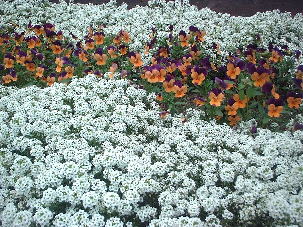 白い花に囲まれて・・・