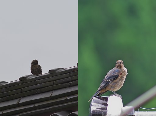 イソヒヨドリの親子