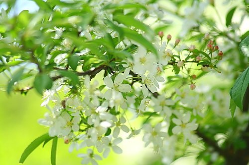 リンゴに似てるけど