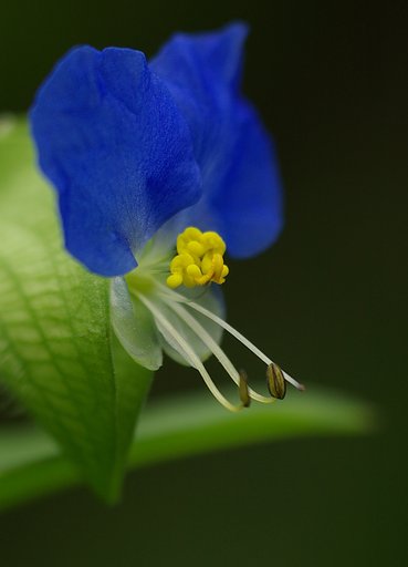 露草