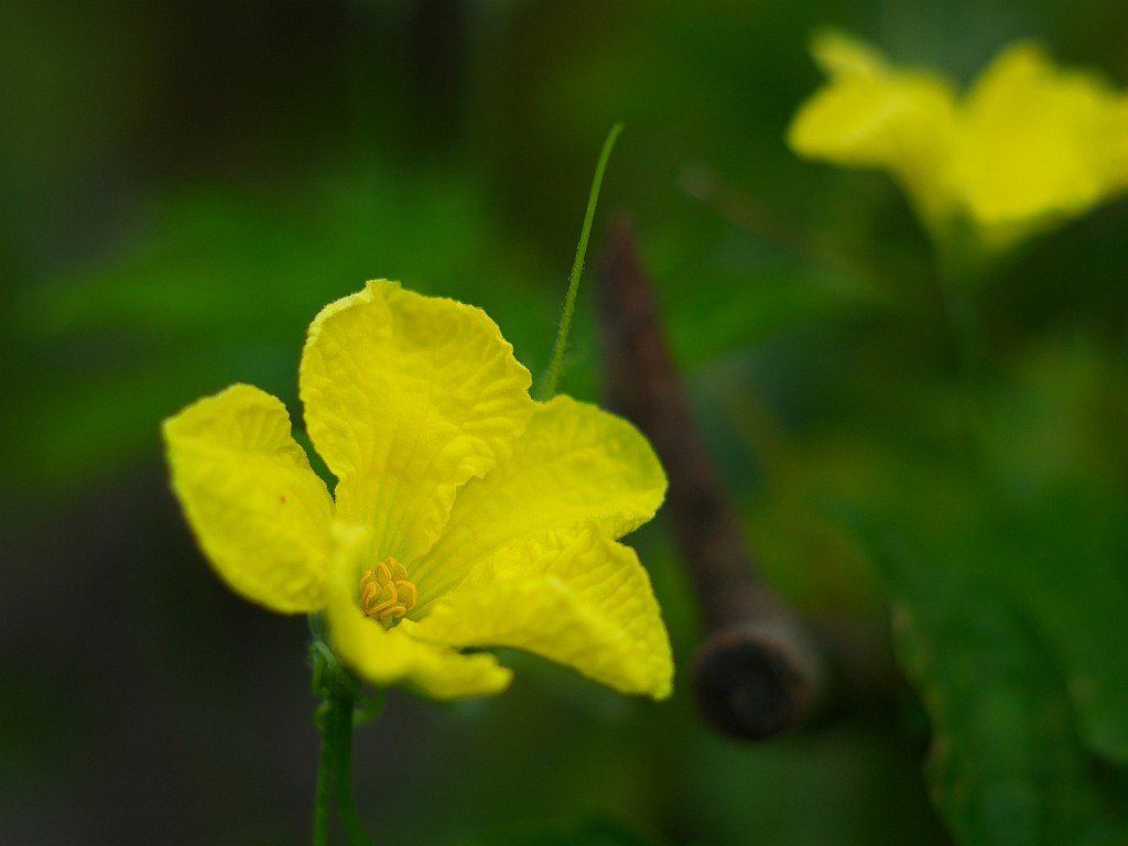 ゴーヤの花・・・^^;