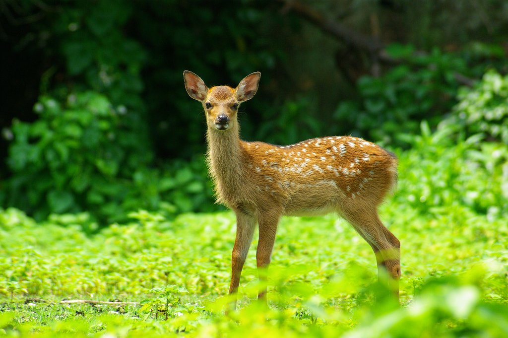 子鹿さん