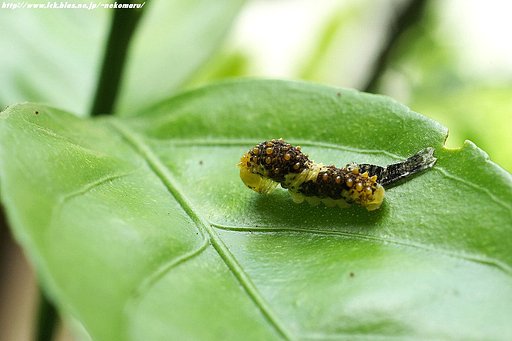 六日目の脱皮・・ナミアゲハ