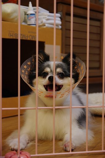 退院したけど