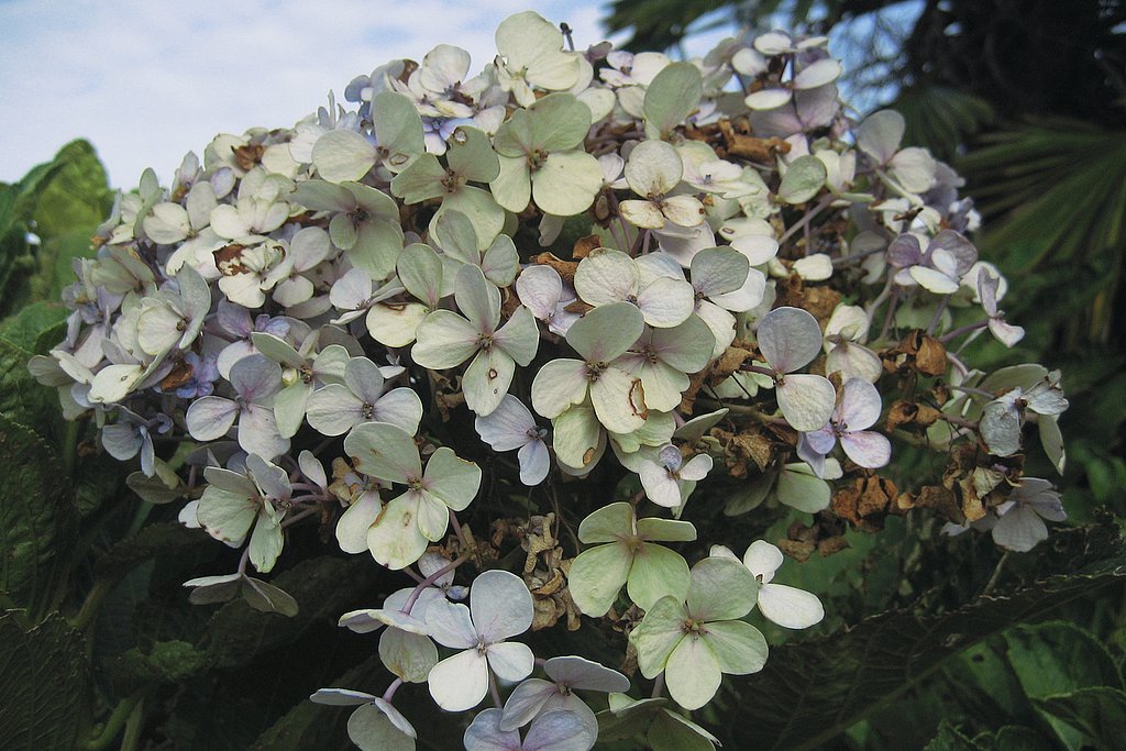 秋紫陽花