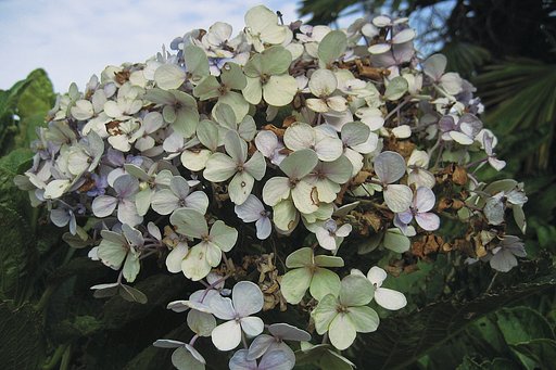 秋紫陽花