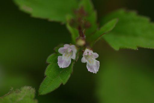 畦道の華