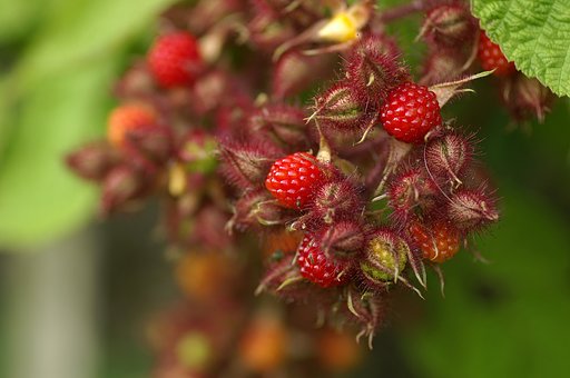 花ちゃいまんねん実でんねん＋毛