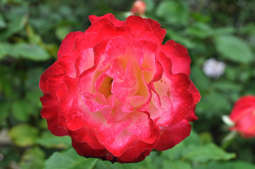 赤い薔薇♪