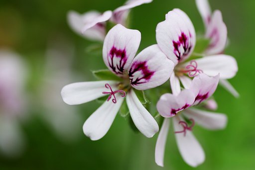 蚊除け草