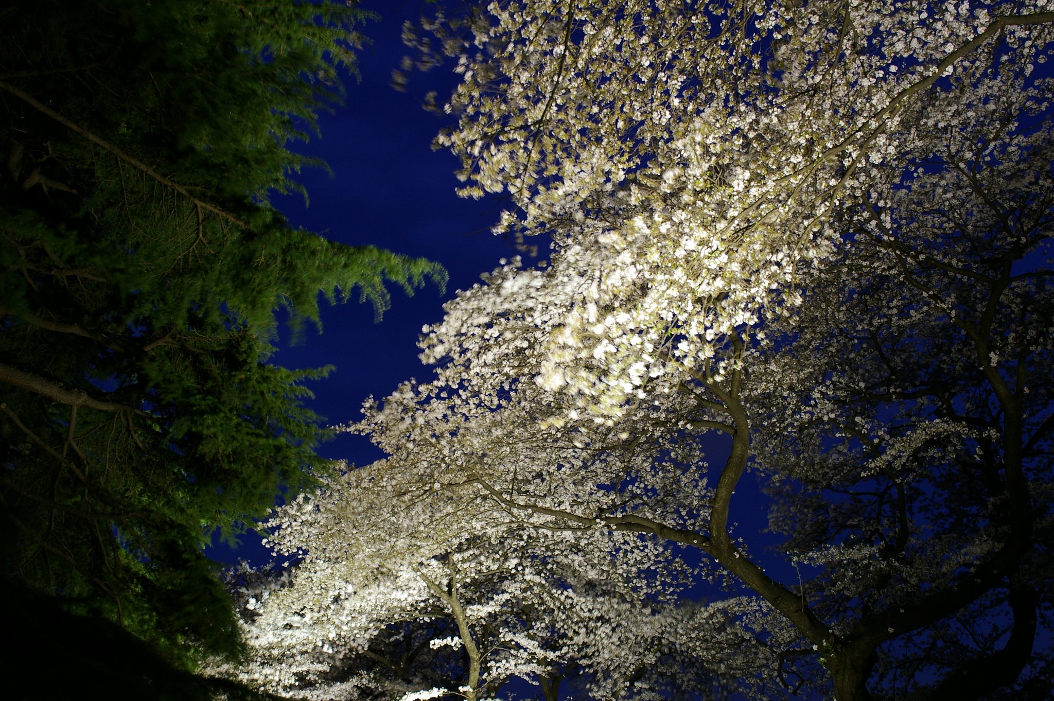 夜桜