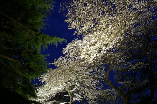 夜桜