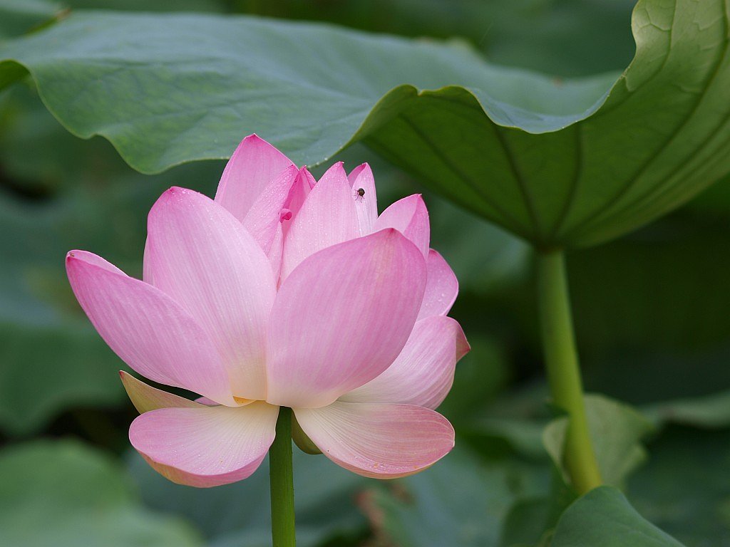 蓮の花でも・・・