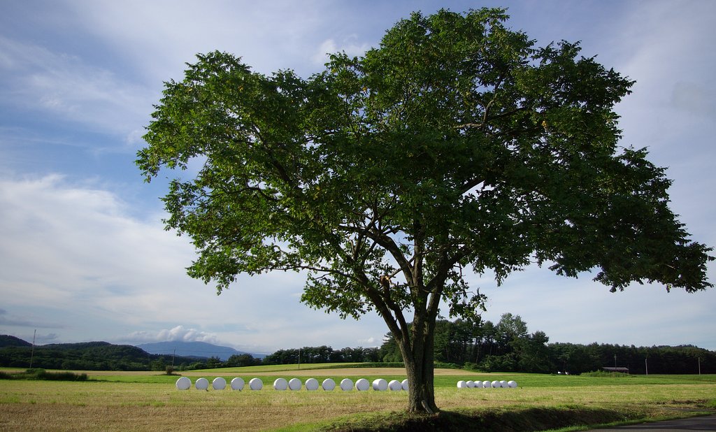 岩手の夏：まきば