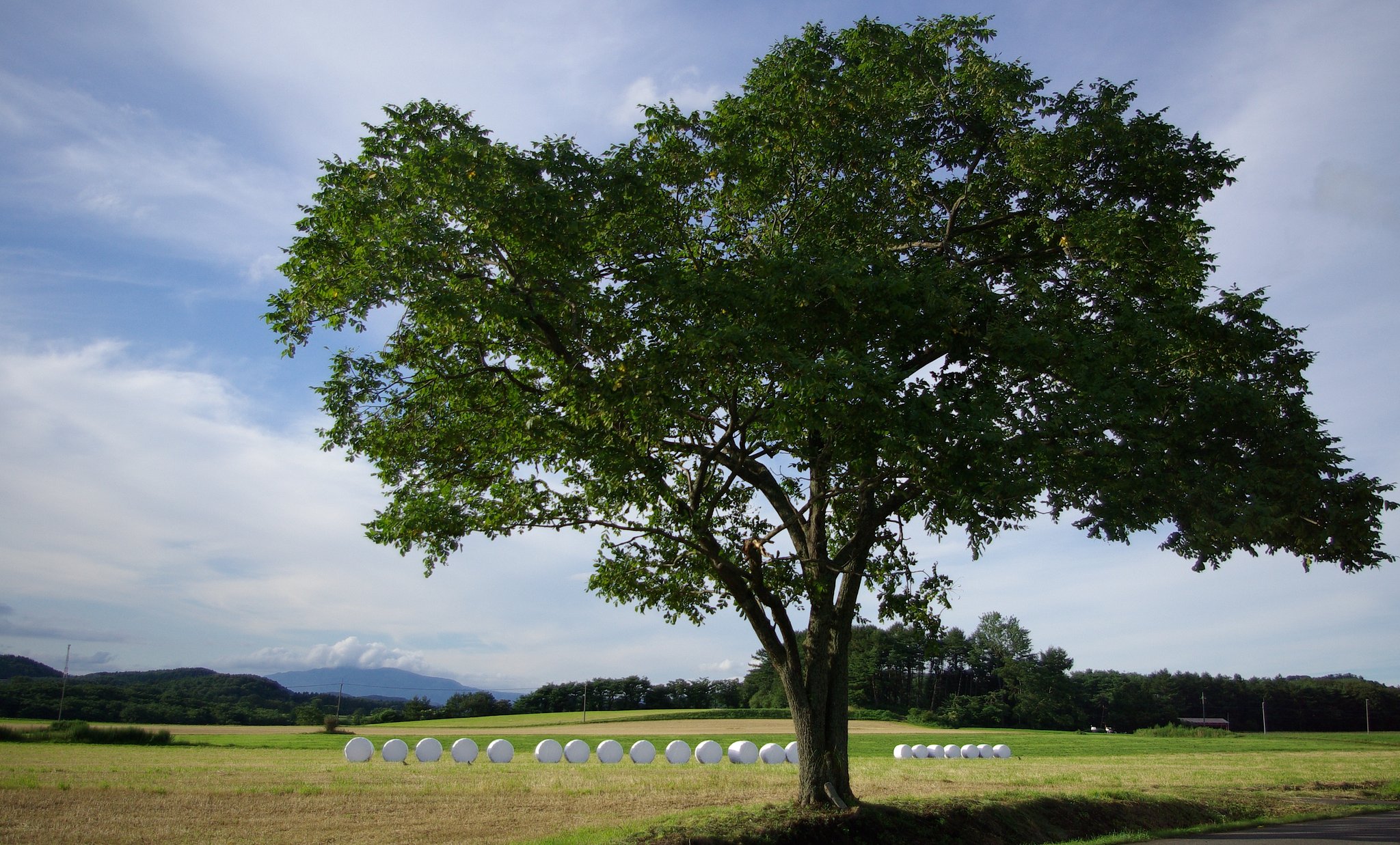 岩手の夏：まきば