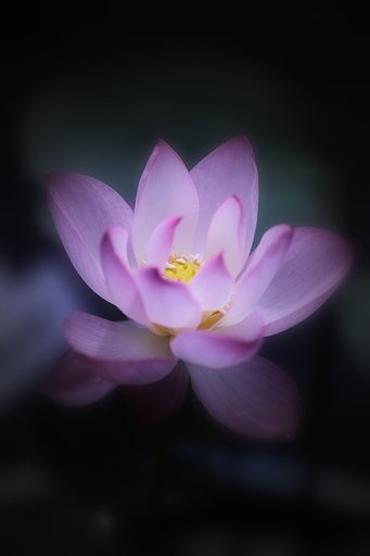 夢心地