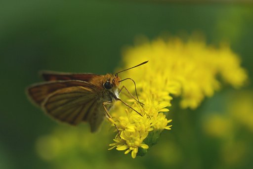 岩手にて２：スジグロチャバネセセリ