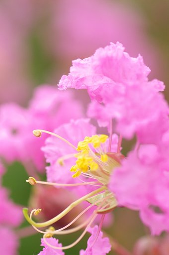 花束を持つ女性