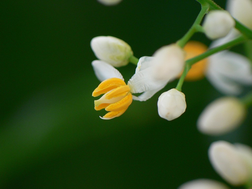 南天の花
