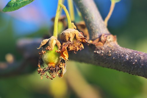 キウイ：花から果実へ