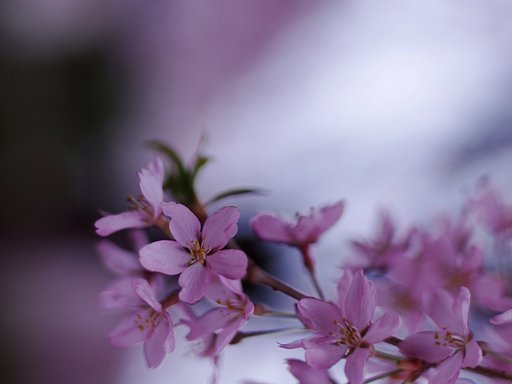 江戸彼岸桜