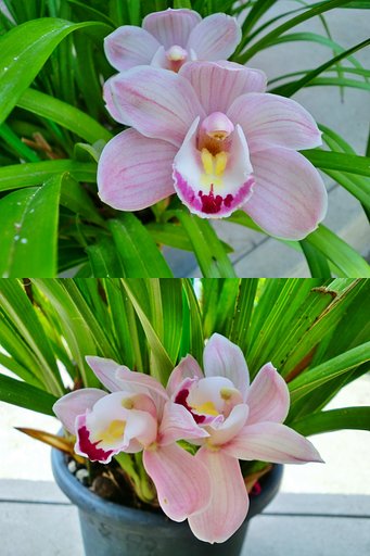 春を告げる洋ランが初夏に咲いた！