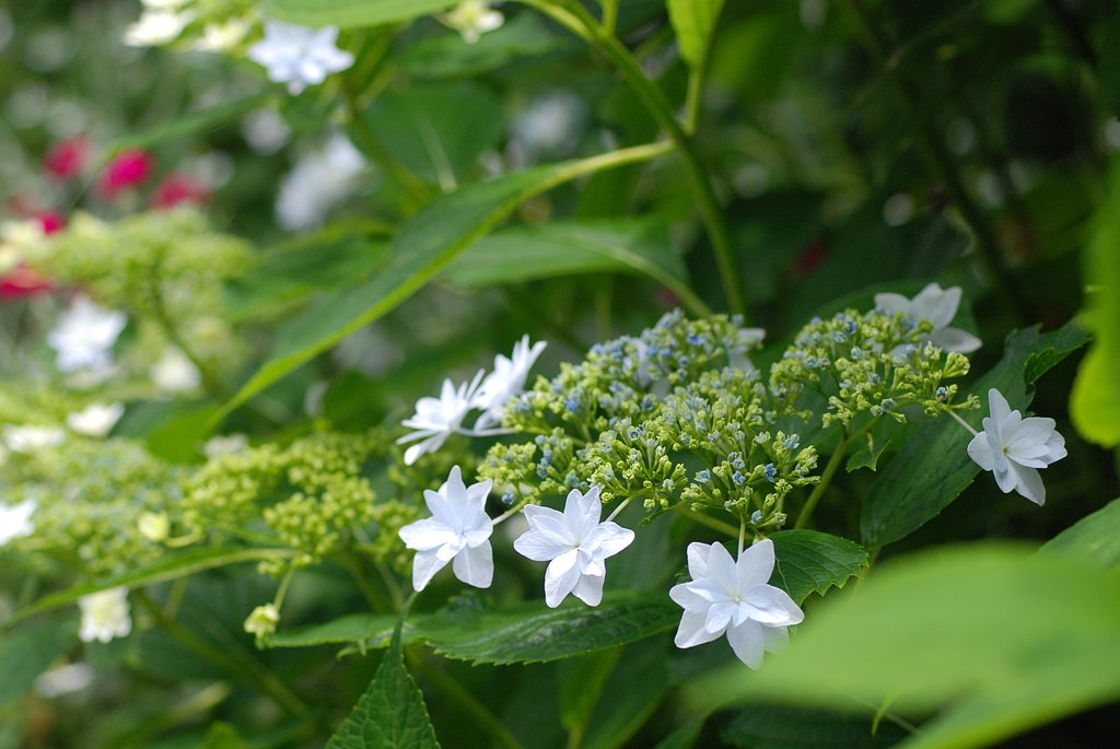 スミダノハナビ（隅田の花火）