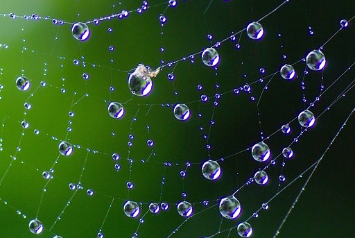 水玉