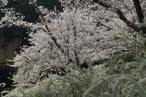 万博公園で