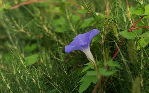 和風な貴女もロックオン