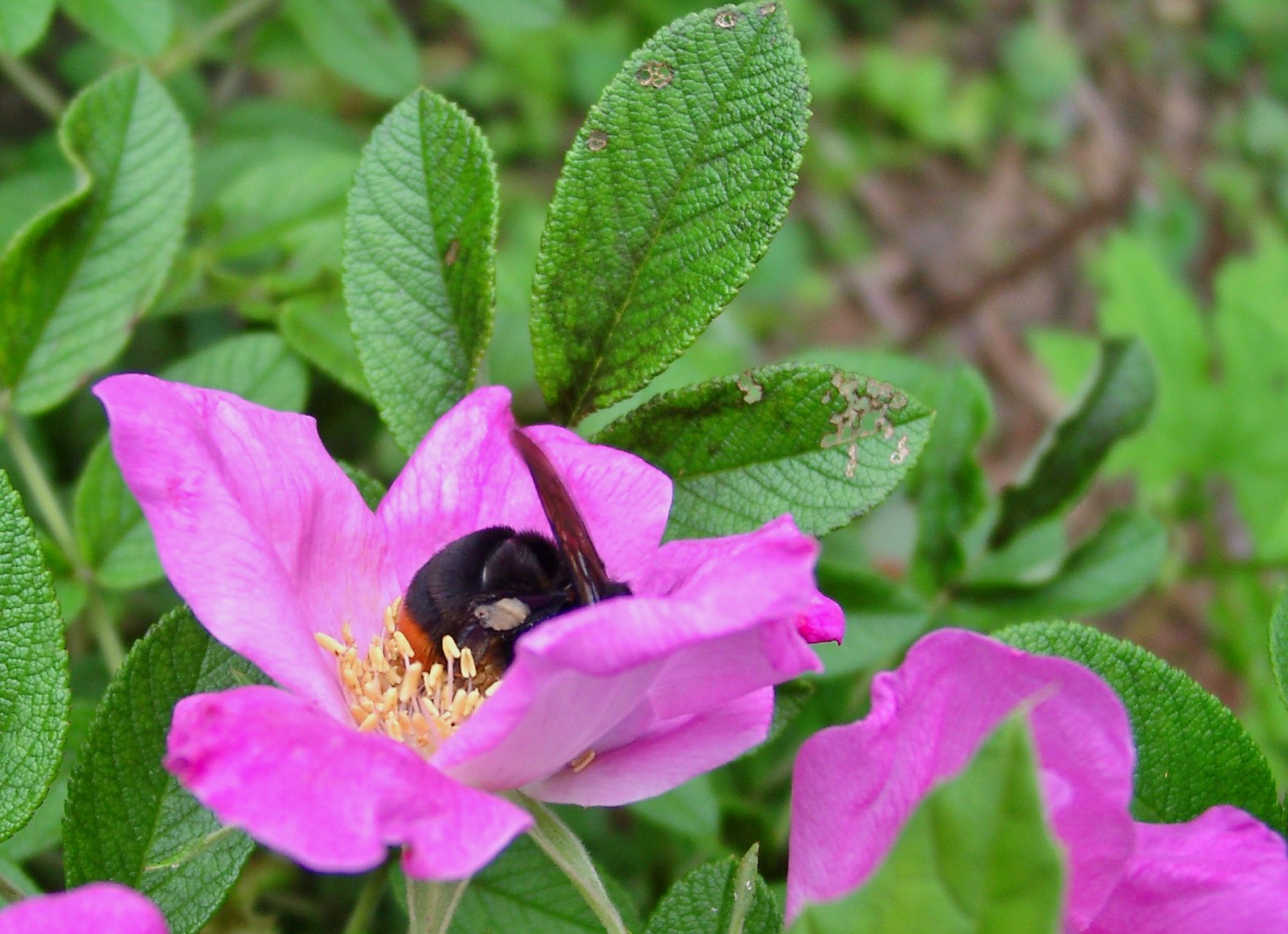 忙しく花粉集めに励むクマバチさん!