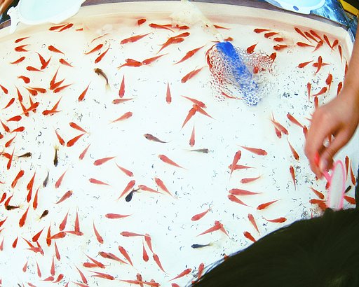 【水】金魚掬い