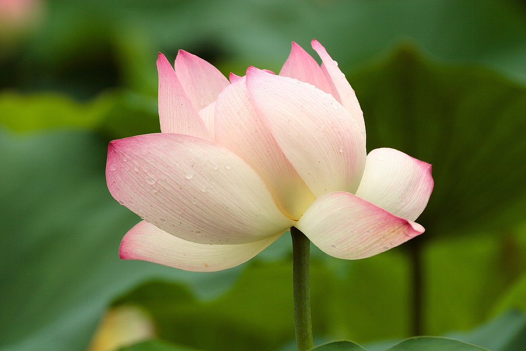 京都 花めぐり
