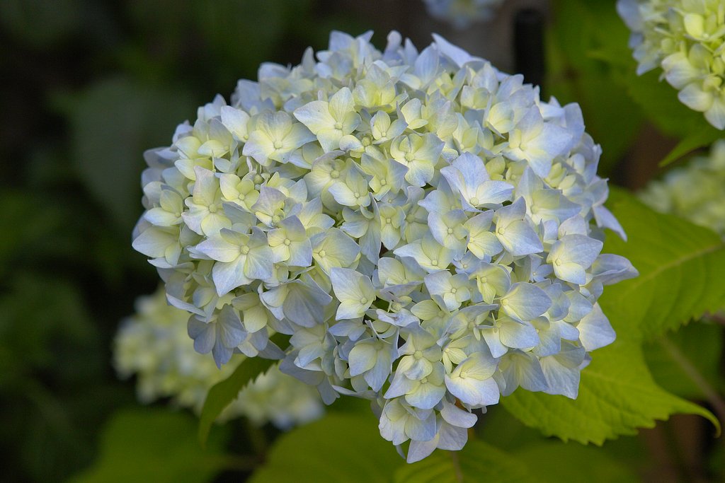紫陽花