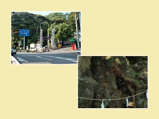 来宮神社−樹齢2000年の大楠　熱海名所③