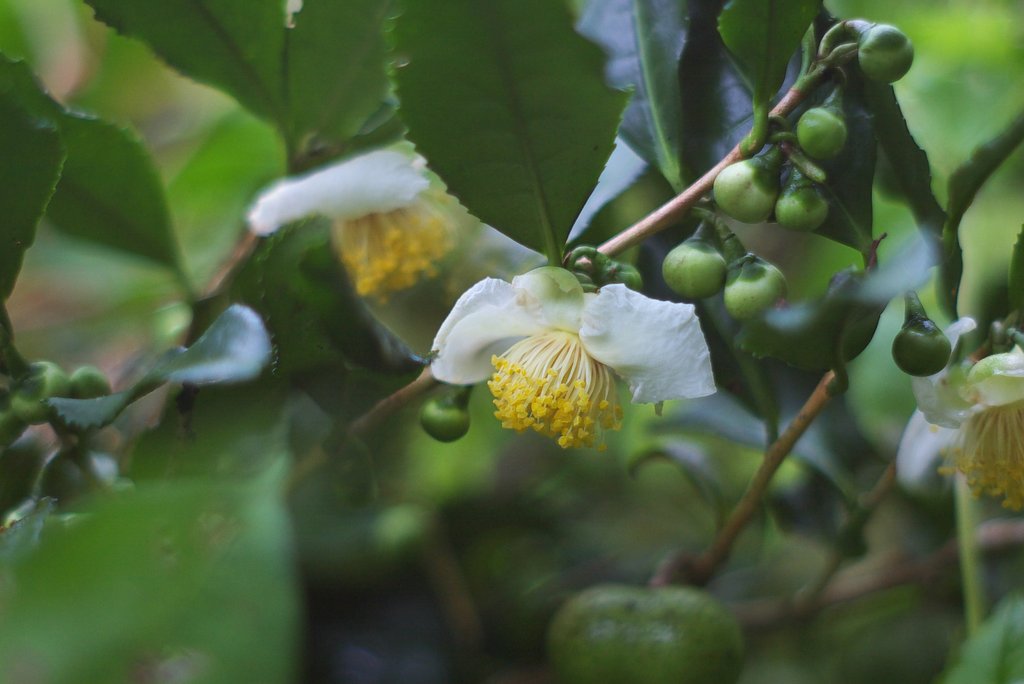 お茶の花!
