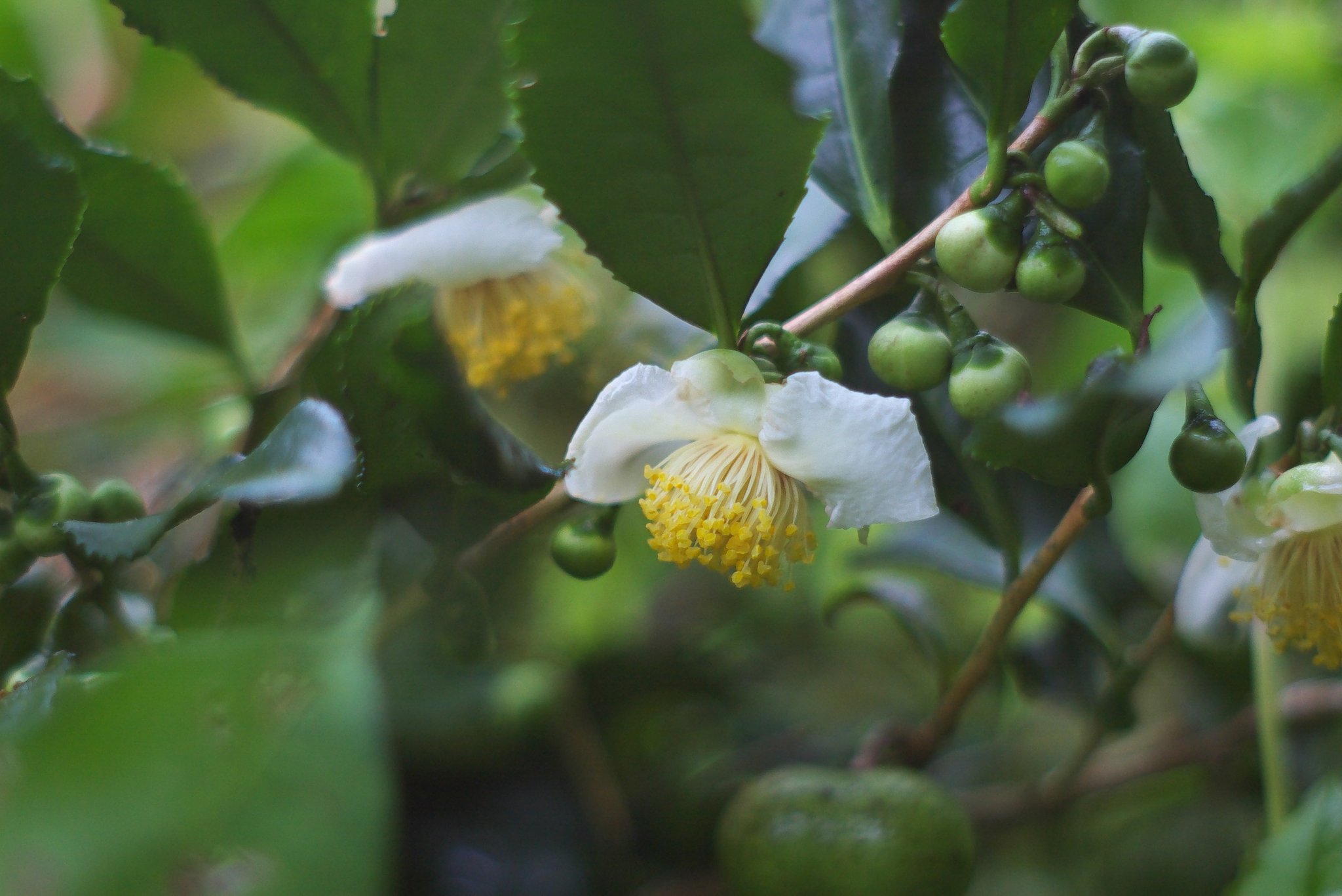 お茶の花!