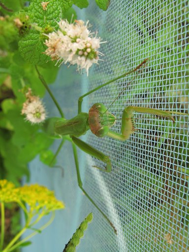 カマキリ