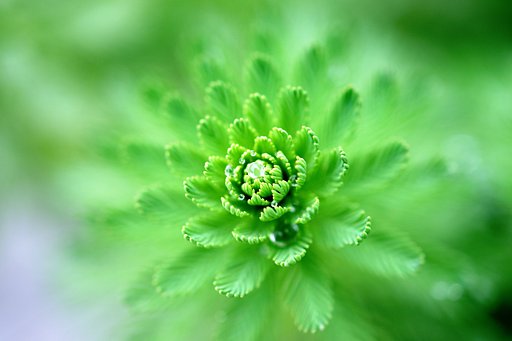 【水】雲海の水草