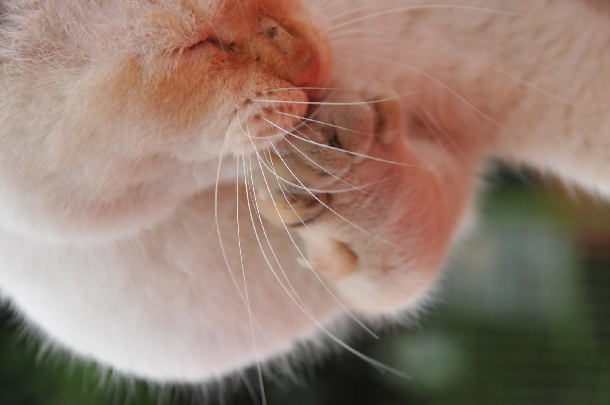 猫ちゃん