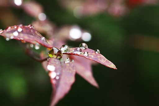 雨上がり