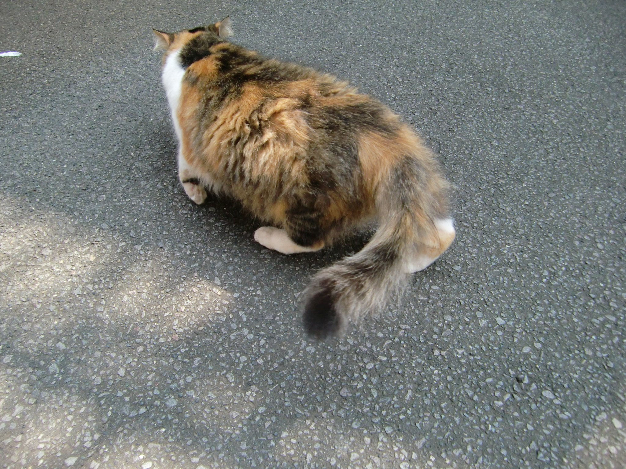 メタボ猫