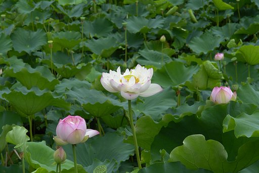 連の花２