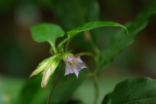 新潟の森にて３：ツルリンドウ