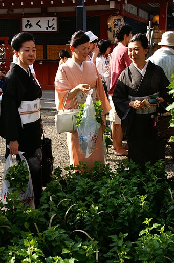 ほうずき市