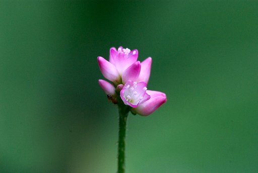 小さいけど目立ちます