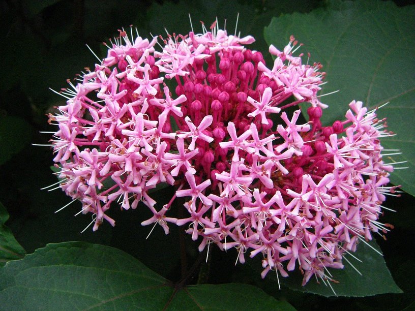 面白い花