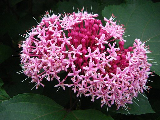 面白い花